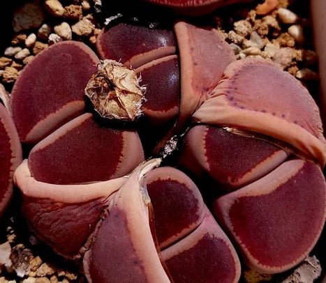 Lithops aucampiae open windows seeds