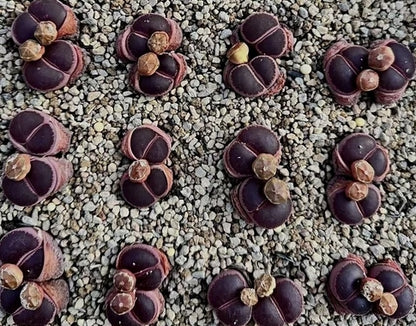 Lithops aucampiae open windows seeds