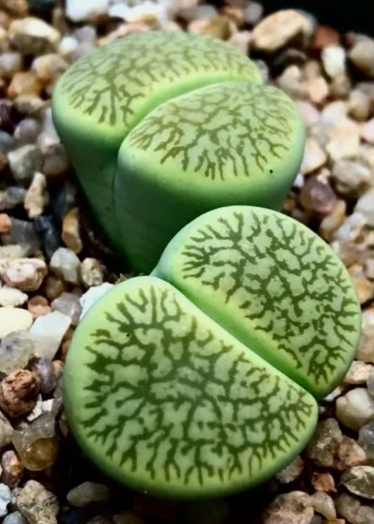 Lithops aucampiae ssp.euniceae 'Bellaketty' C48a seeds