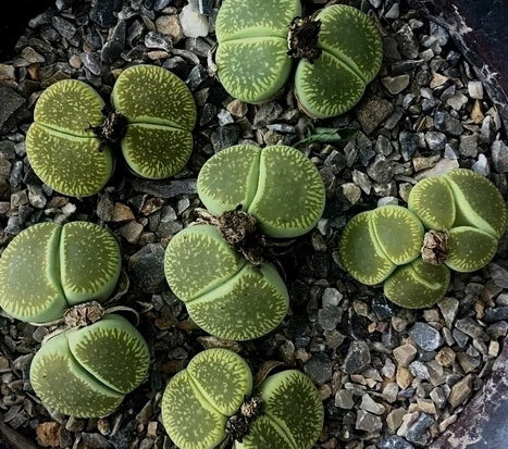 Lithops aucampiae ssp.euniceae 'Bellaketty' C48a seeds