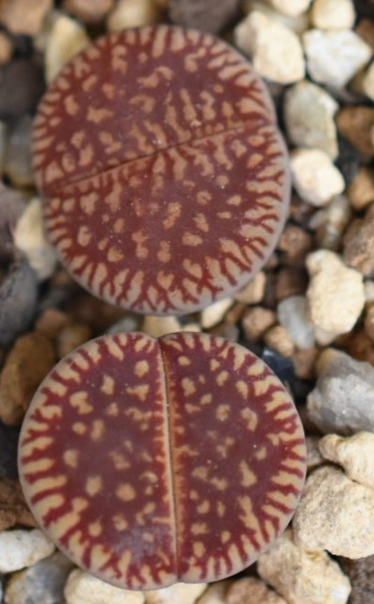 Lithops aucampiae ssp. euniceae v. euniceae C48 seeds
