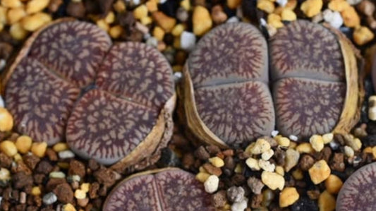 Lithops aucampiae ssp. euniceae v. fluminalis C54 seeds