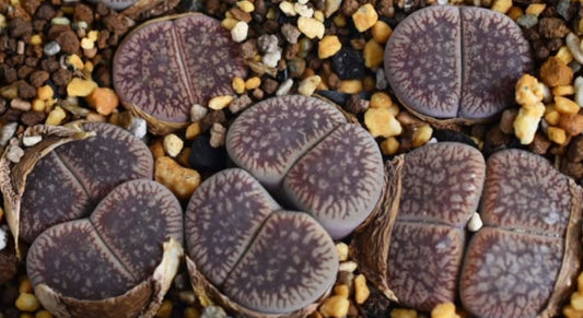 Lithops aucampiae ssp. euniceae v. fluminalis C54 seeds