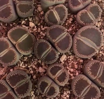 Lithops aucampiae ssp.euniceae v.fluminalis (Open Window) C54 seeds