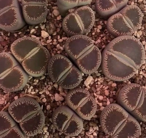 Lithops aucampiae ssp.euniceae v.fluminalis (Open Window) C54 seeds