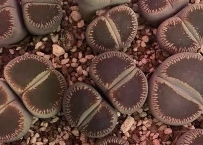 Lithops aucampiae ssp.euniceae v.fluminalis (Open Window) C54 seeds