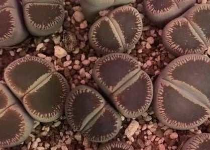 Lithops aucampiae ssp.euniceae v.fluminalis (Open Window) C54 seeds