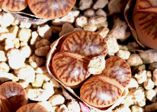 Lithops bromfieldii 'Red Coral' seeds