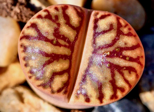 Lithops bromfieldii 'Red Coral' seeds