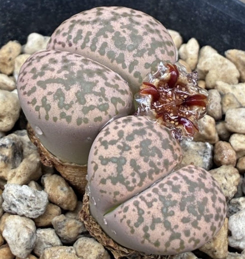 Lithops bromfieldii v.glaudinae seeds