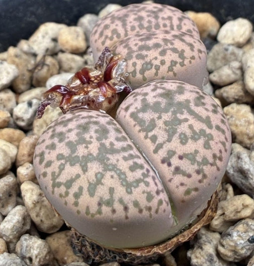 Lithops bromfieldii v.glaudinae seeds
