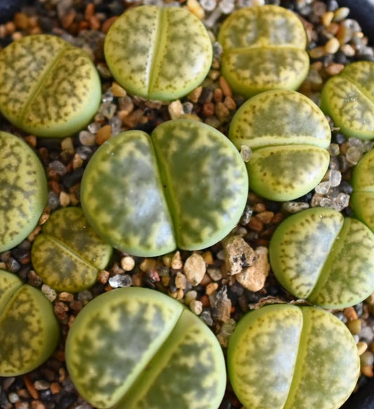 Lithops bromfieldii v. insularis 'Sulphurea' C362﻿ seeds