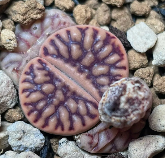 Lithops bromfieldii v. mennellii seeds