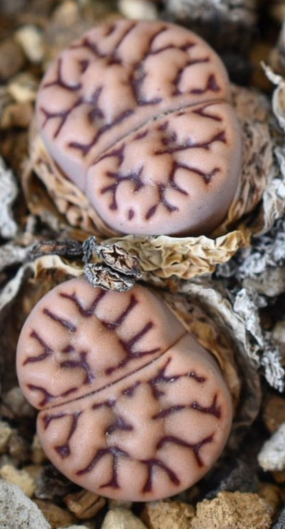 Lithops bromfieldii v. mennellii C283 seeds