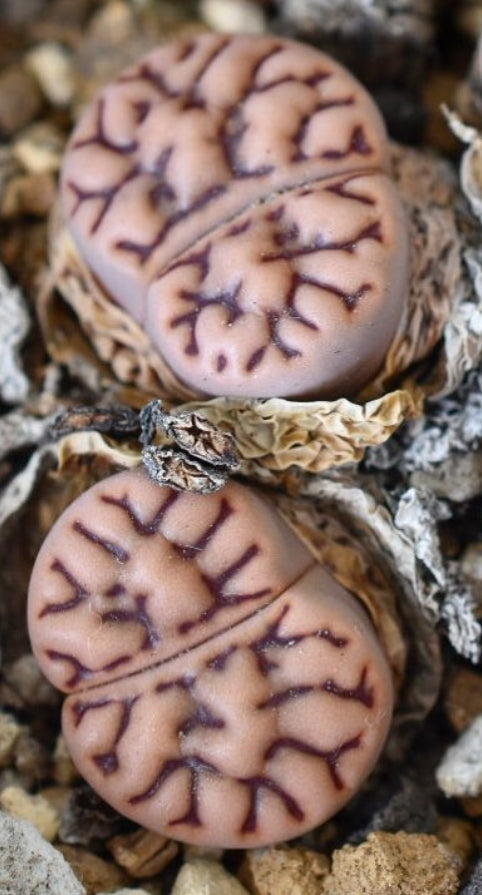 Lithops bromfieldii v. mennellii C283 seeds