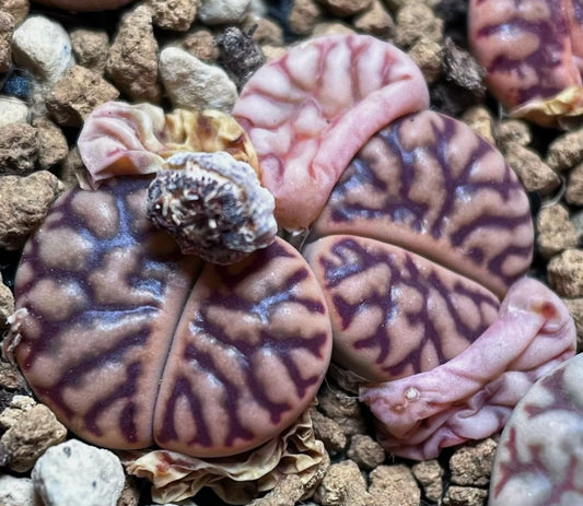 Lithops bromfieldii v. mennellii seeds