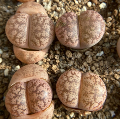Lithops coleorum C396 seeds