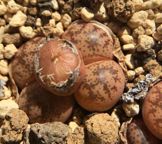 Lithops coleorum C396 seeds