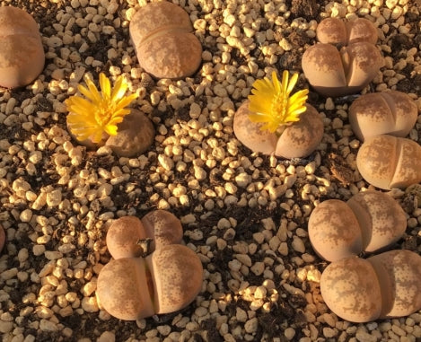 Lithops coleorum C396 seeds