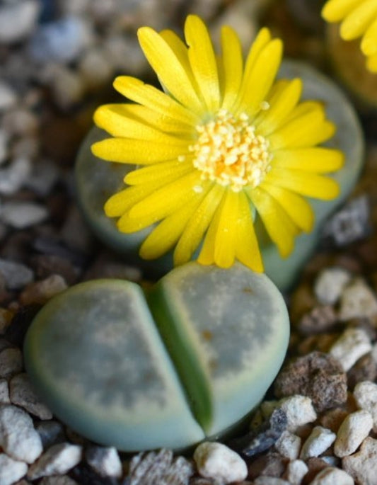 Lithops dinteri ssp. dinteri v. dinteri ‘Dintergreen’ C206A seeds