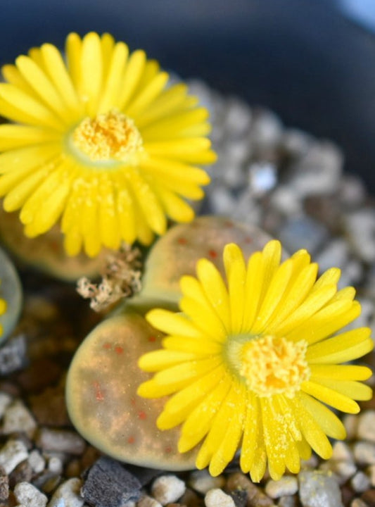 Lithops dinteri ssp. dinteri v. dinteri ‘Dintergreen’ C206A seeds