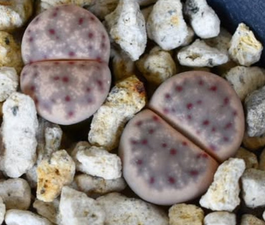 Lithops dinteri ssp. multipunctata C181 seeds