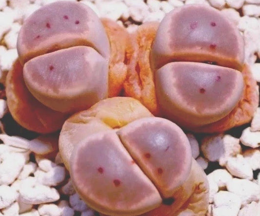 Lithops dinteri v. brevis seeds