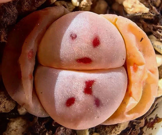 Lithops dinteri v. brevis seeds