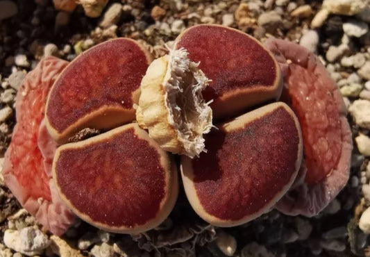 Lithops fulleri cv. 'Kosogyoku' seeds