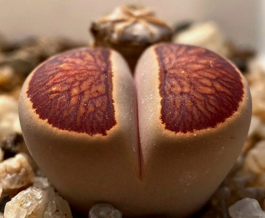 Lithops fulleri cv. 'Kosogyoku' seeds