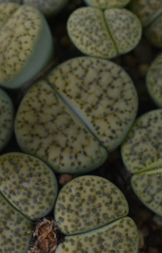 Lithops fulviceps v. fulviceps ‘Aurea’ C363 seeds