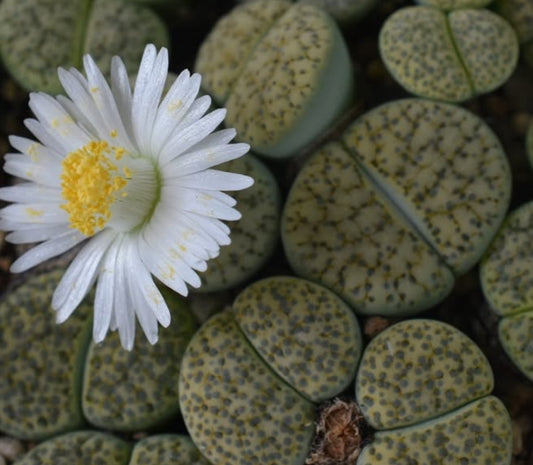 Lithops fulviceps v. fulviceps ‘Aurea’ C363 seeds