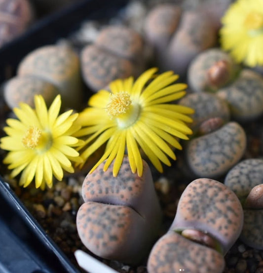 Lithops fulviceps v. laevigata C412 seeds