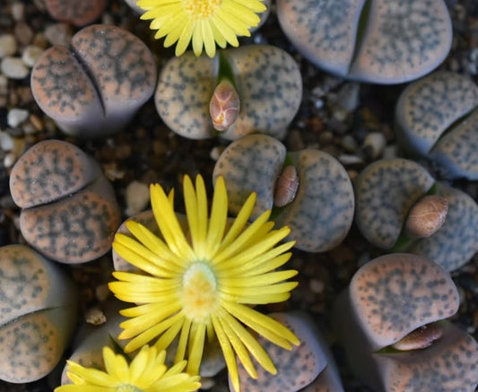 Lithops fulviceps v. laevigata C412 seeds