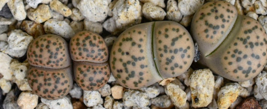 Lithops fulviceps var. laevigata ( yellow form ) seeds