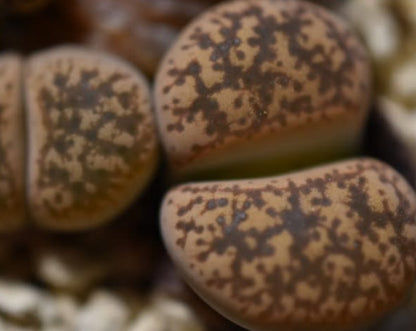 Lithops gesinae v. gesinae C207 seeds