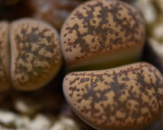 Lithops gesinae v. gesinae C207 seeds