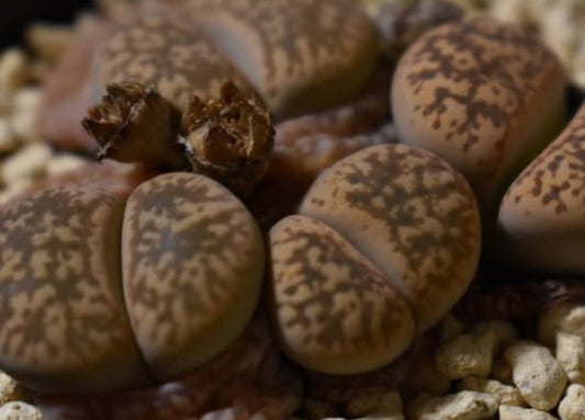 Lithops gesinae v. gesinae C207 seeds