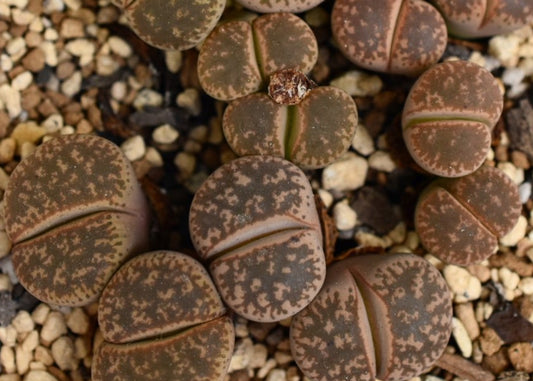 Lithops gesinae v. gesinae C406 seeds