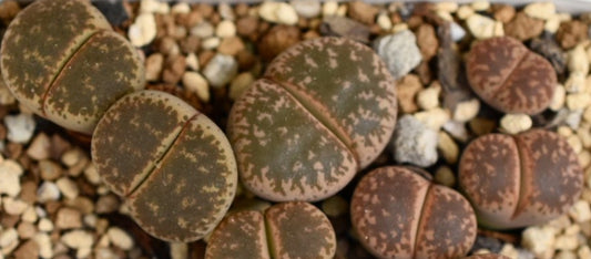Lithops gesinae v. gesinae C406 seeds