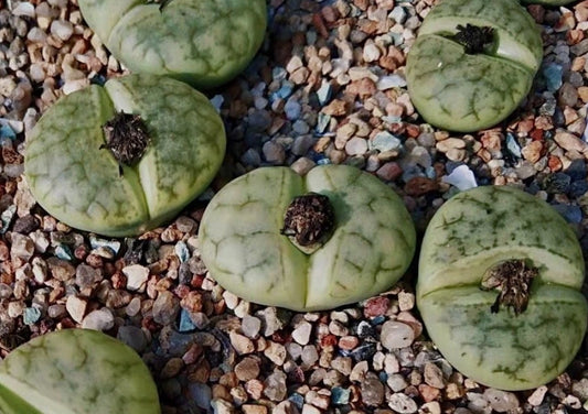 Lithops gracilelineata ssp.brandbergensis 'Vertigo' C383a seeds