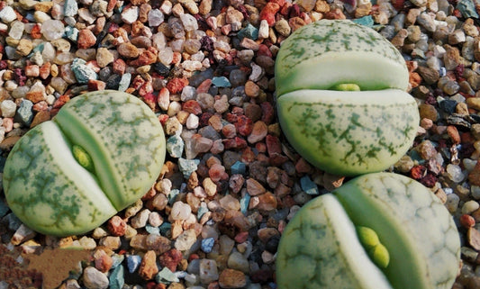 Lithops gracilelineata ssp.brandbergensis 'Vertigo' C383a seeds