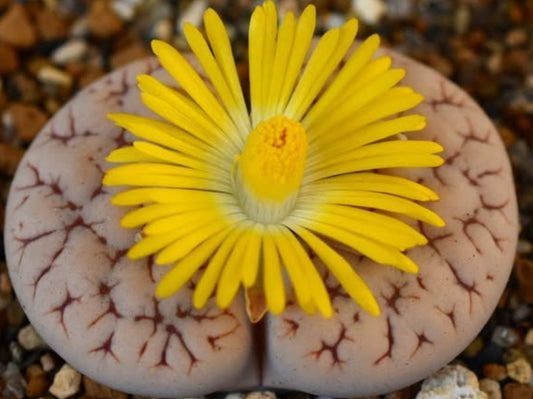 Lithops gracilidelineata C261 seeds