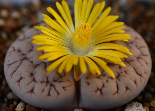 Lithops gracilidelineata C261 seeds