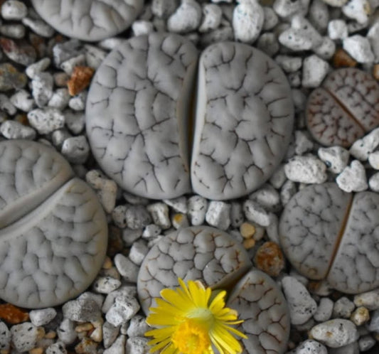 Lithops gracilidelineata C385 seeds