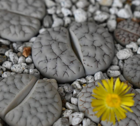 Lithops gracilidelineata C385 seeds