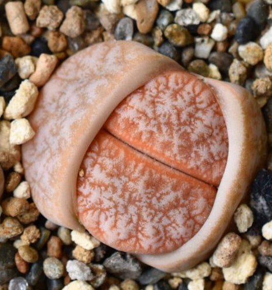 Lithops gracilidelineata ‘Café au Lait’ seeds