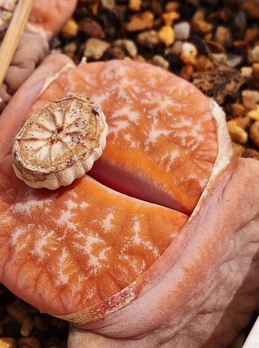 Lithops gracilidelineata 'Cafe au Lait' C309a seeds