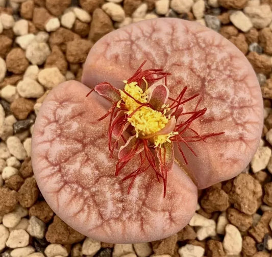 Lithops gracilidelineata 'Cafe au Lait' C309a seeds