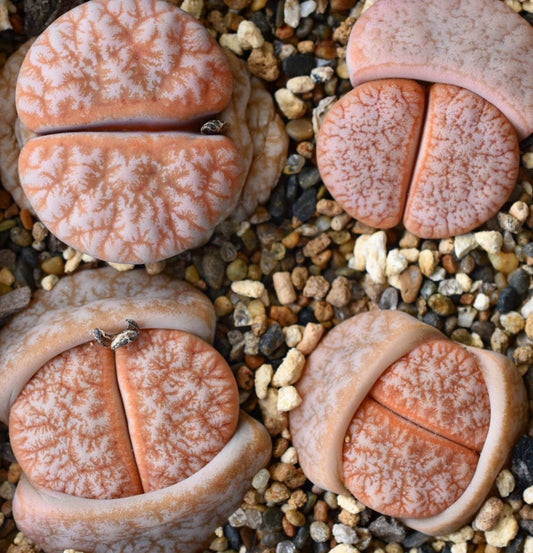 Lithops gracilidelineata ‘Café au Lait’ seeds